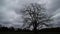 Closeup of a dead or leafless tree, dark clouds in the sky, prelude to the storm