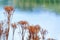 Closeup of dead plants along lake