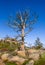 Closeup of a dead tree on rocks, high altitude in the mountain woods, blue sky and green forest background. Destroyed by insect pa