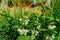 Closeup of deaf nettle flowers growing in a green garden