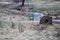 Closeup of decomposing hay near a stream in a field covered in the dried grass