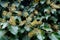 Closeup of decorative green climber plant background. English ivy hedera helix