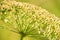 Closeup of a decorative mountain plant on a sunny day, Zlot mountain