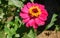 Closeup of a deep dark pink flower in bloom with bright yellow stamens