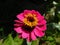 Closeup of a deep dark pink flower in bloom with bright yellow stamens