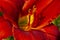 Closeup of a Deep and Dramatic Red Daylily in Full Bloom