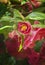 Closeup of Deep pink Camellia flower