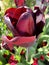 Closeup deep red tulip early blooming on a sunny day