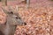 Closeup deer with antler laying down on the falling leaves floor at the park in Nara, Japan.