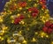 Closeup defocused Christmas background with fir-tree branches decorated with glass balls and glowing electrical garland