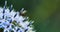 Closeup of a delia antiqua fly feeding of blue globe thistle flower in private or secluded home garden. Textured detail