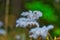 Closeup of the delicate Ageratina riparia plant in the Thuringian Forest on the blurred background