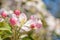 Closeup of a delicate apple flower in spring