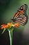 Closeup of a delicate butterfly delicately perched on a vibrant orange flower.