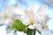 Closeup of delicate fresh apple tree flowers