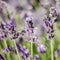 Closeup of delicate lavender flowers