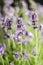 Closeup of delicate lavender flowers