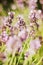 Closeup of delicate lavender flowers