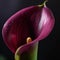 A closeup of a delicate magenta calla lily in full bloom. Trendy color of 2023 Viva Magenta.. AI generation