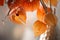 Closeup of delicate physalis flowers in white vase