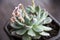 Closeup of the delicate pink blossoms of Echeveria \\\