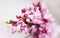 Closeup of delicate pink flowers of Eastern Redbud tree