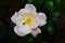 Closeup of a delicate pinkish-white fire opal flower with a cute little bee gathering nectar from it