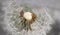 Closeup of the delicate seeds on a dandelion