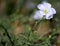 Closeup of a delicate white wildflower in Prescott, Arizona
