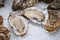 Closeup of delicious Chilean oyster on ice on the table