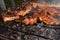 Closeup of delicious pork ribs on barbeque grill