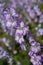 Closeup of delphiniums flowers  in field at Wick, Pershore, Worcestershire, UK