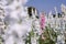 Closeup of delphiniums flowers  in field at Wick, Pershore, Worcestershire, UK