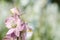 Closeup of delphiniums flowers  in field at Wick, Pershore, Worcestershire, UK