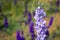 Closeup of delphiniums flowers  in field at Wick, Pershore, Worcestershire, UK