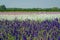 Closeup of delphiniums flowers  in field at Wick, Pershore, Worcestershire, UK