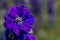 Closeup of delphiniums flowers  in field at Wick, Pershore, Worcestershire, UK