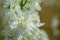 Closeup of delphiniums flowers  in field at Wick, Pershore, Worcestershire, UK