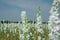 Closeup of delphiniums flowers  in field at Wick, Pershore, Worcestershire, UK