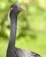 Closeup demoiselle crane
