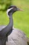 Closeup demoiselle crane