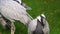 Closeup of a demoiselle crane looking around and then preening its feathers, popular bird specie from Eurasia