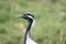 Closeup of a Demoiselle crane near a lake