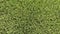 Closeup of dense deep green Bermudagrass lawn