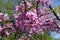 Closeup of dense pink flowers of cercis