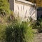 Closeup of dense and robust clumping Fountain grass growing in Arizona residential suburban roadside