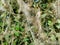 Closeup of dense spider webs on green plants in a field at daytime