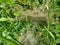 Closeup of dense spider webs on green plants in a field at daytime