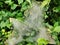 Closeup of dense spider webs on green plants in a field at daytime