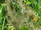 Closeup of dense spider webs on green plants in a field at daytime